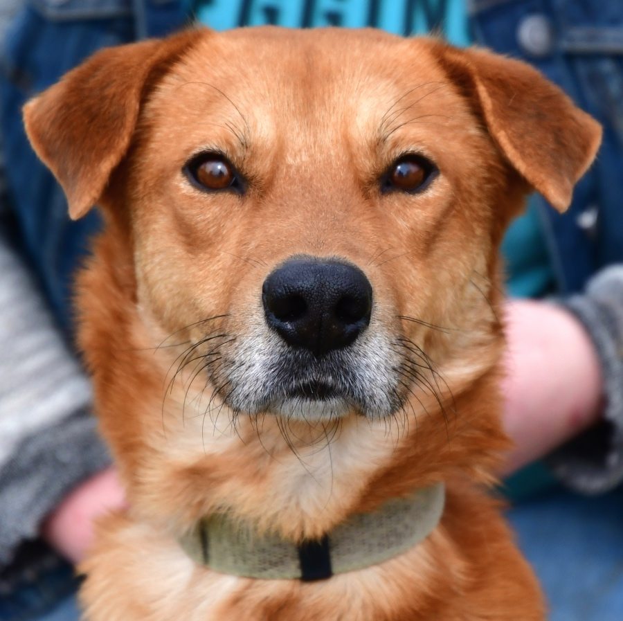 Howey Animal House Shelter