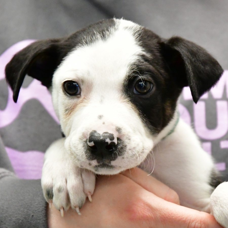 Neil - Animal House Shelter