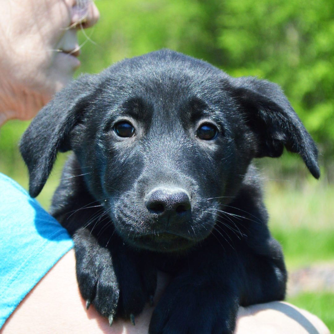 Parker Animal House Shelter
