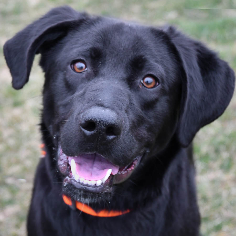 Petrie Animal House Shelter