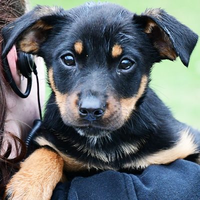 Ash Animal House Shelter