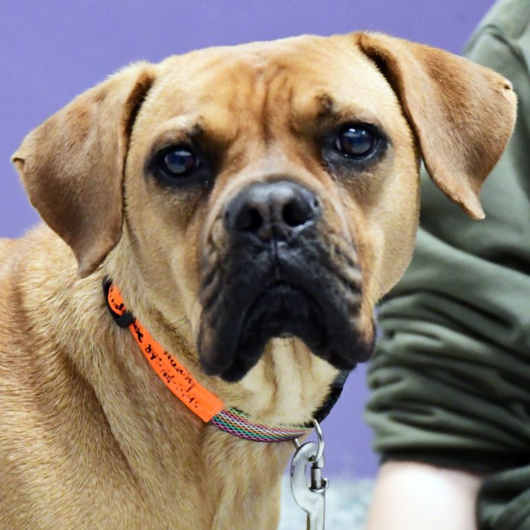 Atlantis Animal House Shelter