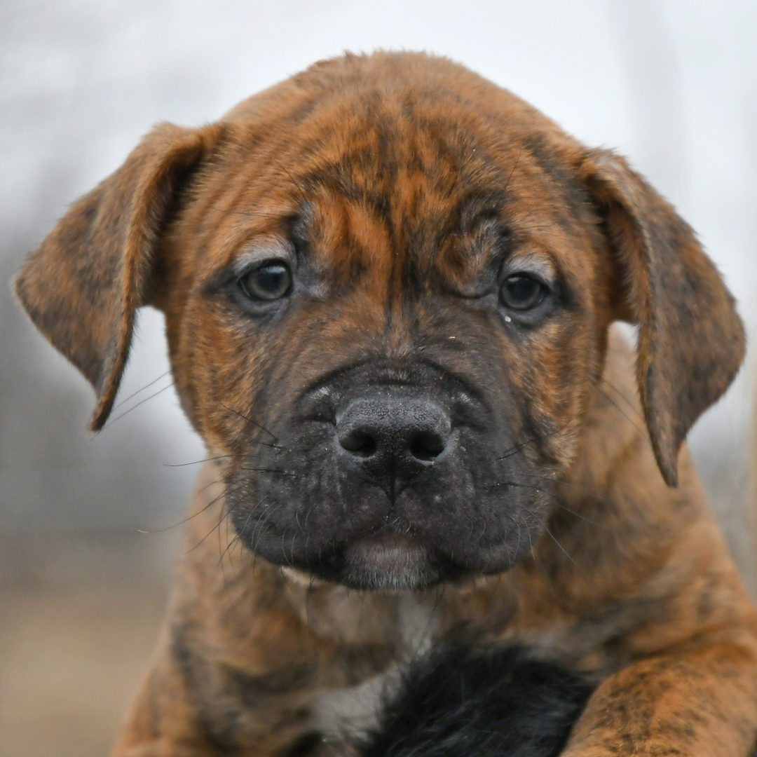 Carlisle Animal House Shelter