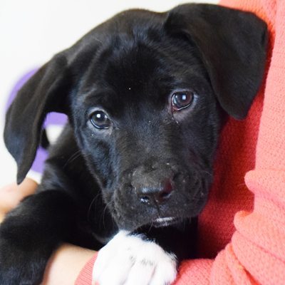 Kia - Animal House Shelter Kia - Animal House Shelter