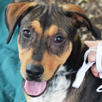 Otto - Animal House Shelter Otto - Animal House Shelter