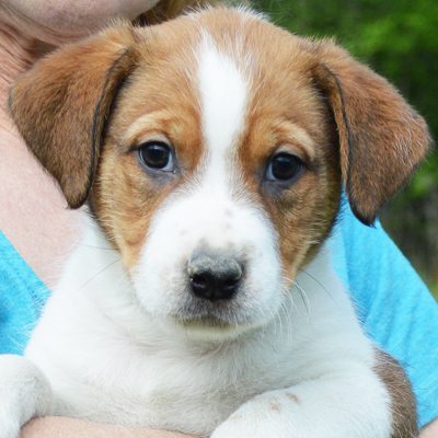 Porter sales the dog