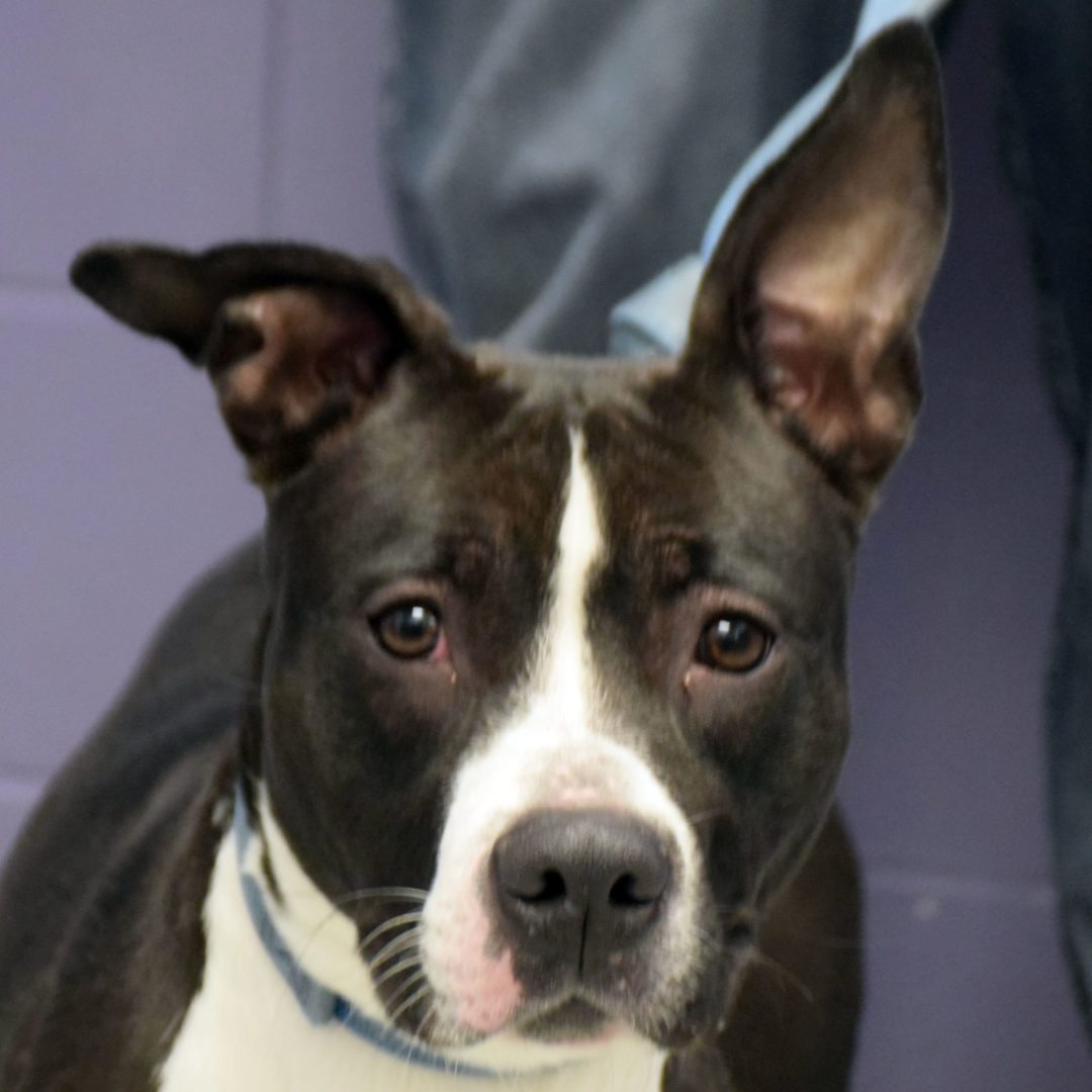 Sissy Animal House Shelter