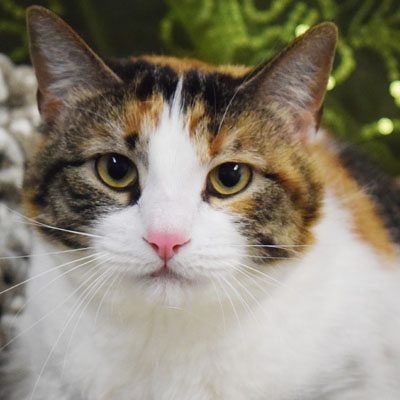 calico tabby behavior calico tabby behavior