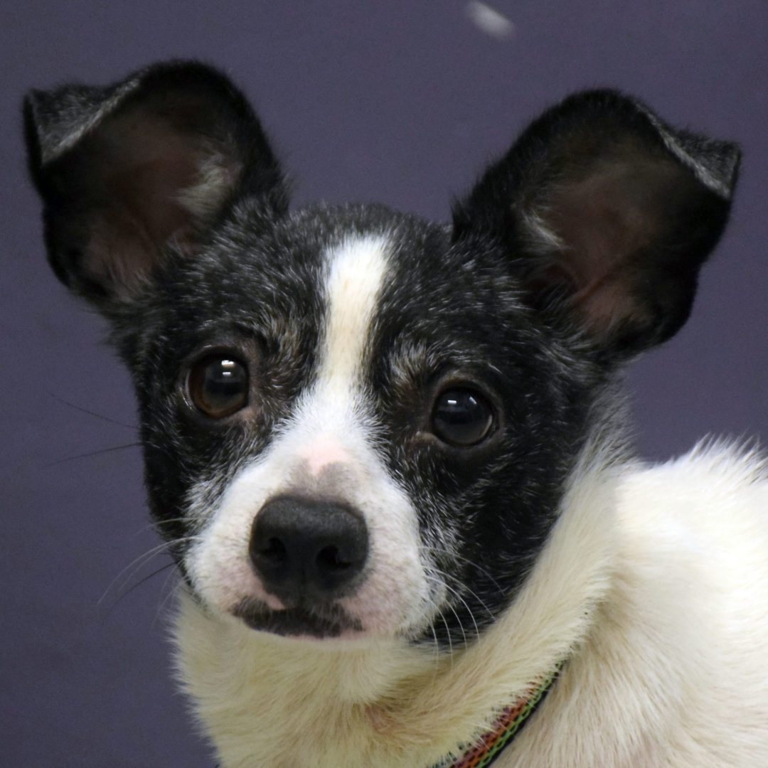 Tipper - Animal House Shelter