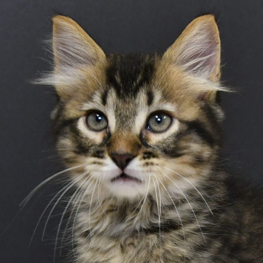 Gizmo Animal House Shelter