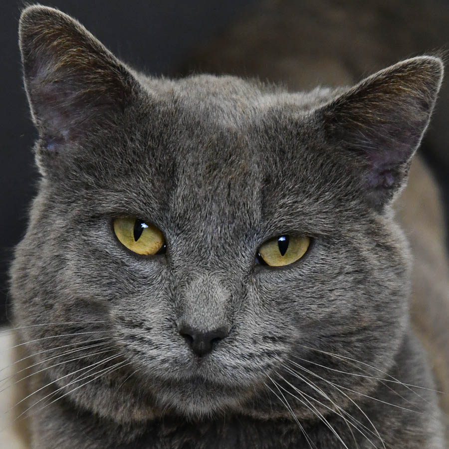 Hondo Animal House Shelter