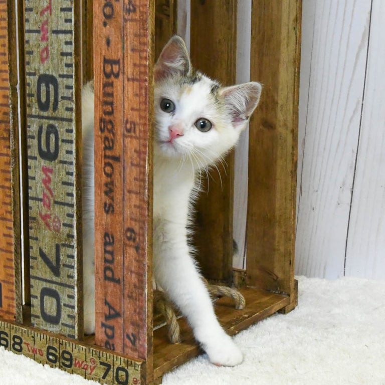 Mesa Animal House Shelter