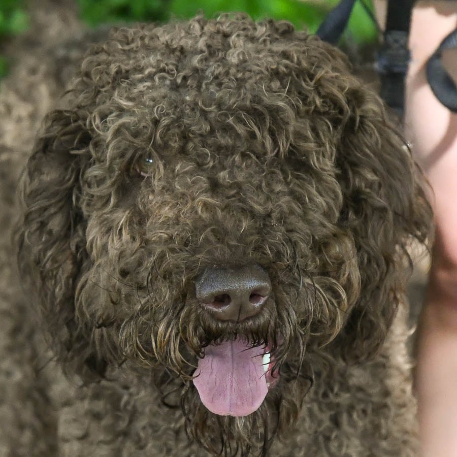 Noodle Animal House Shelter