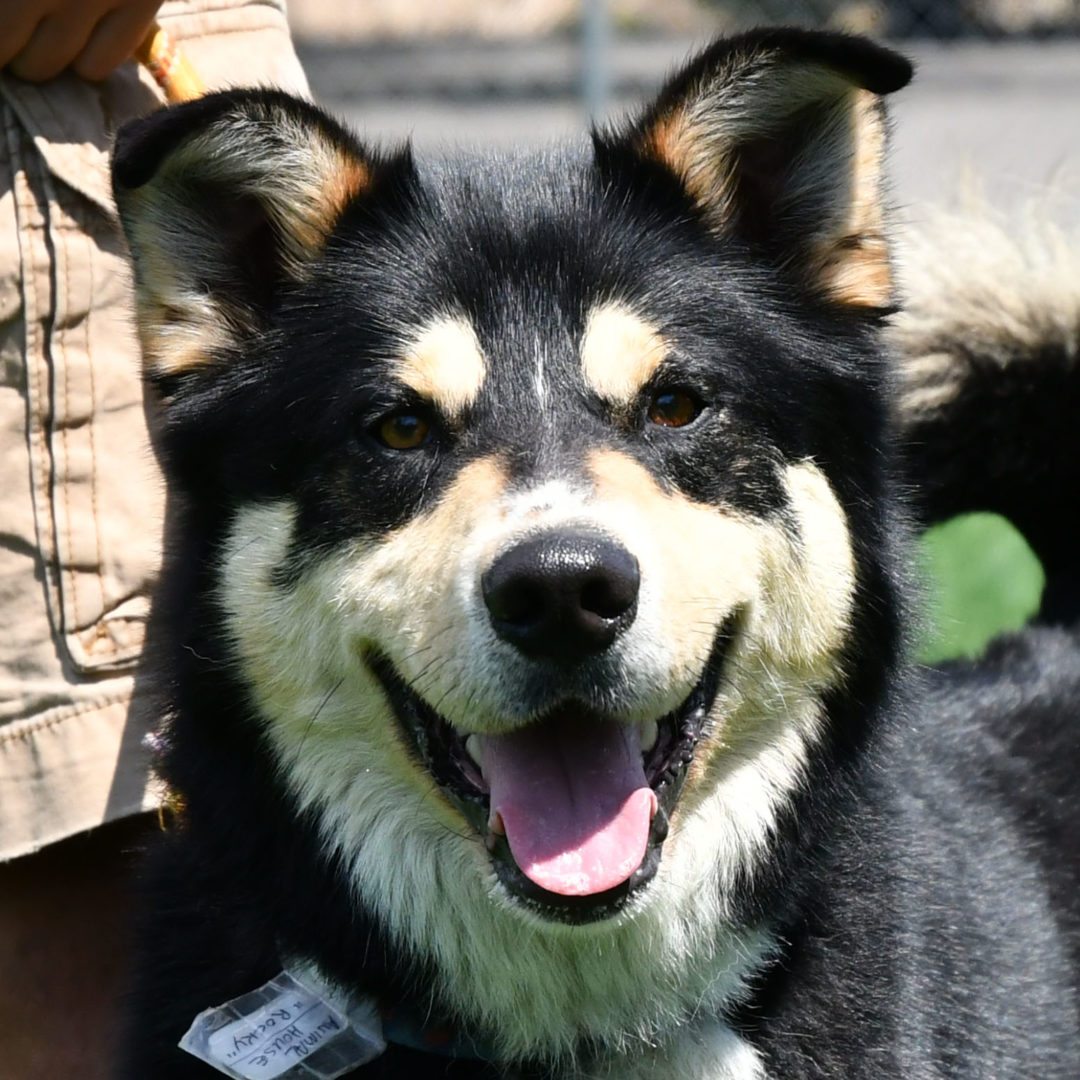 Romeo Animal House Shelter