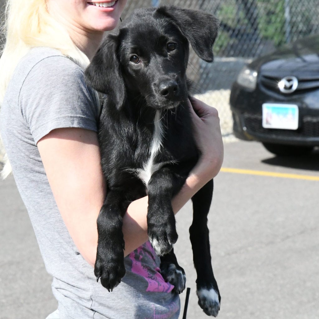 Laurel Animal House Shelter