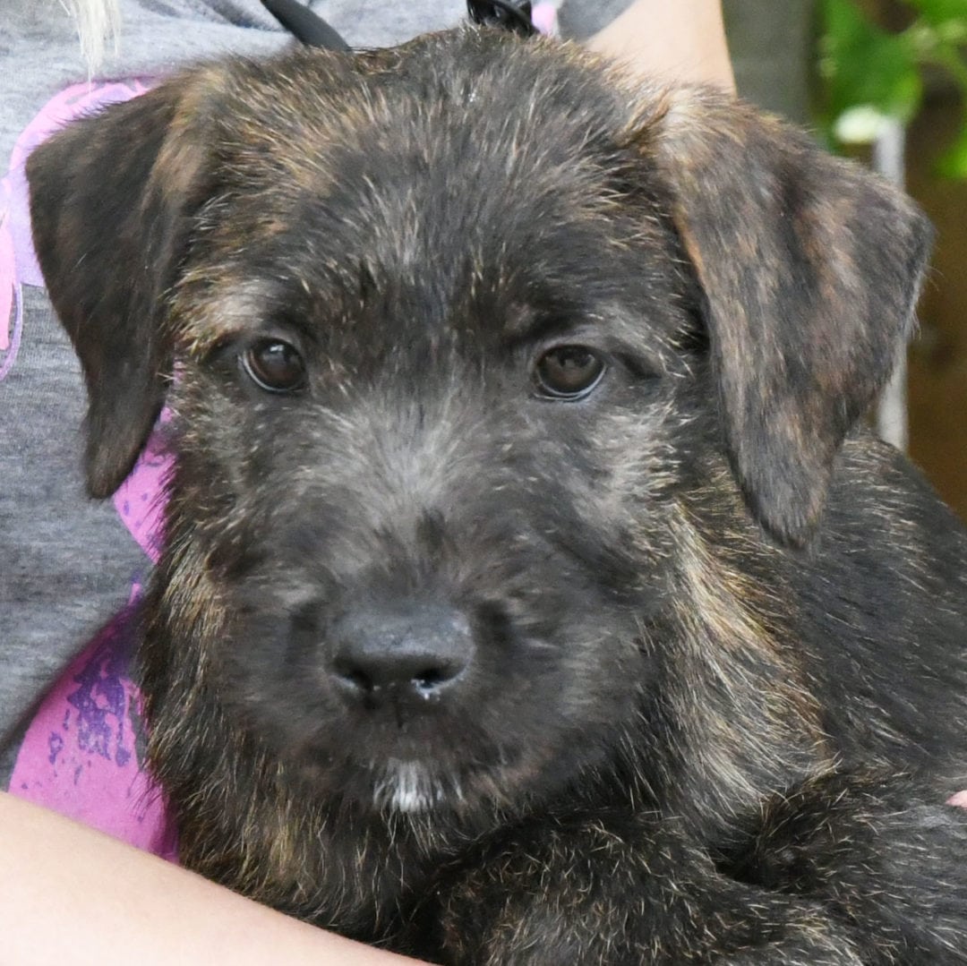 Jupiter Animal House Shelter