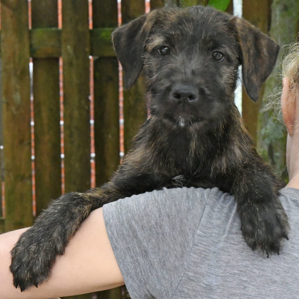 Jupiter Animal House Shelter