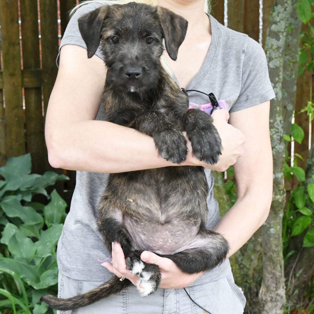 Jupiter Animal House Shelter