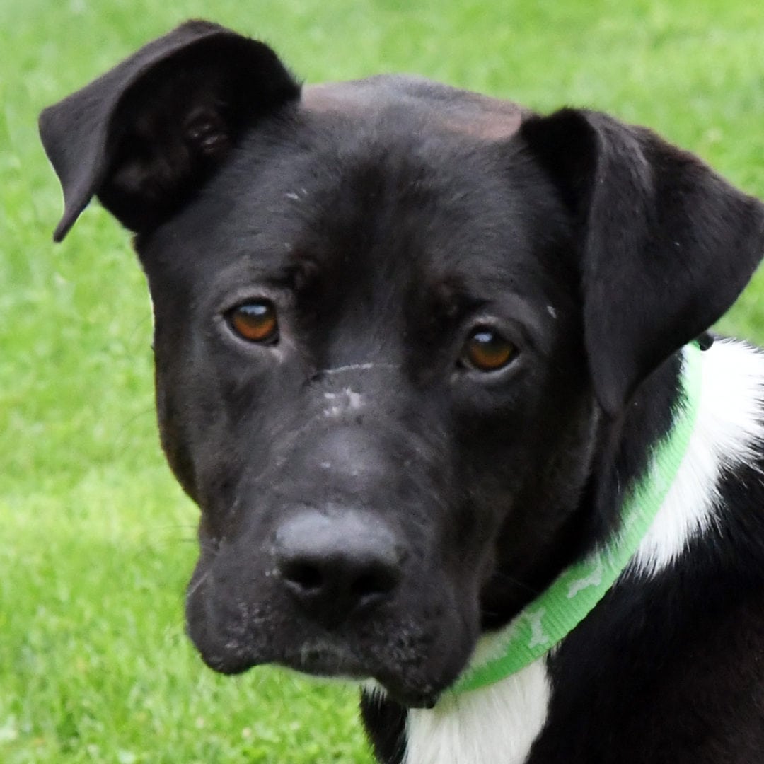 Mo Animal House Shelter