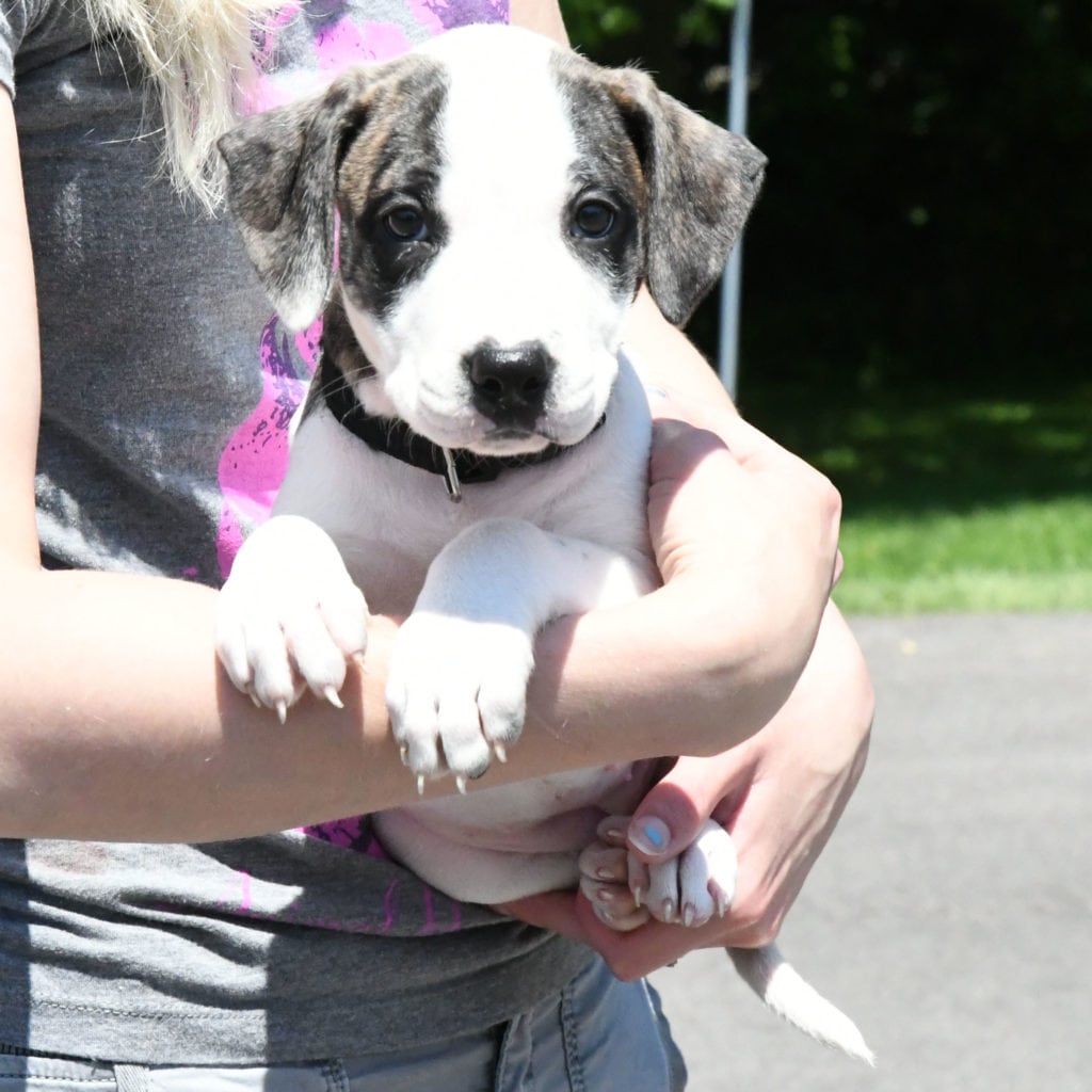 Roscoe Animal House Shelter