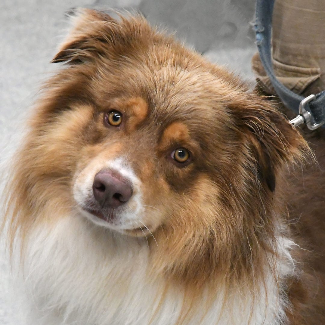 Kyle Animal House Shelter