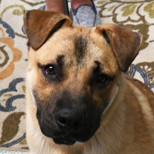Everett - Animal House Shelter Everett - Animal House Shelter