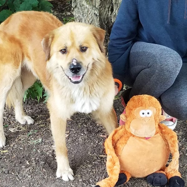 Yogi - Animal House Shelter Yogi - Animal House Shelter