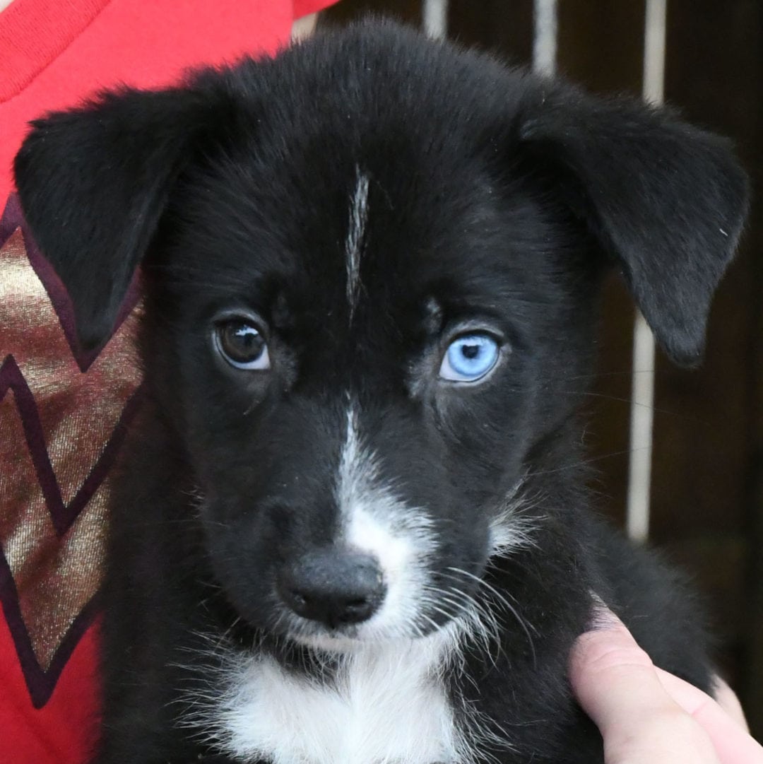 Zion Animal House Shelter