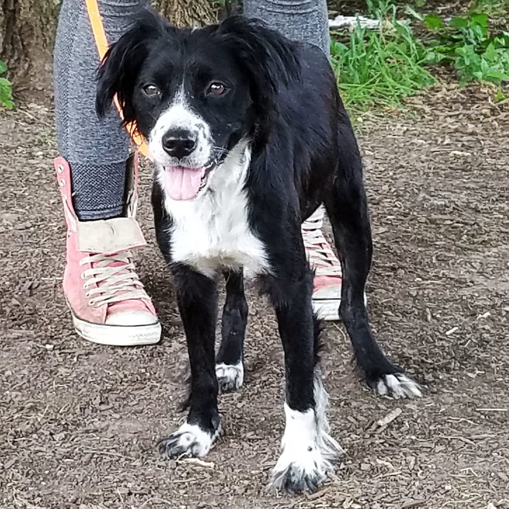 Aurora Animal House Shelter