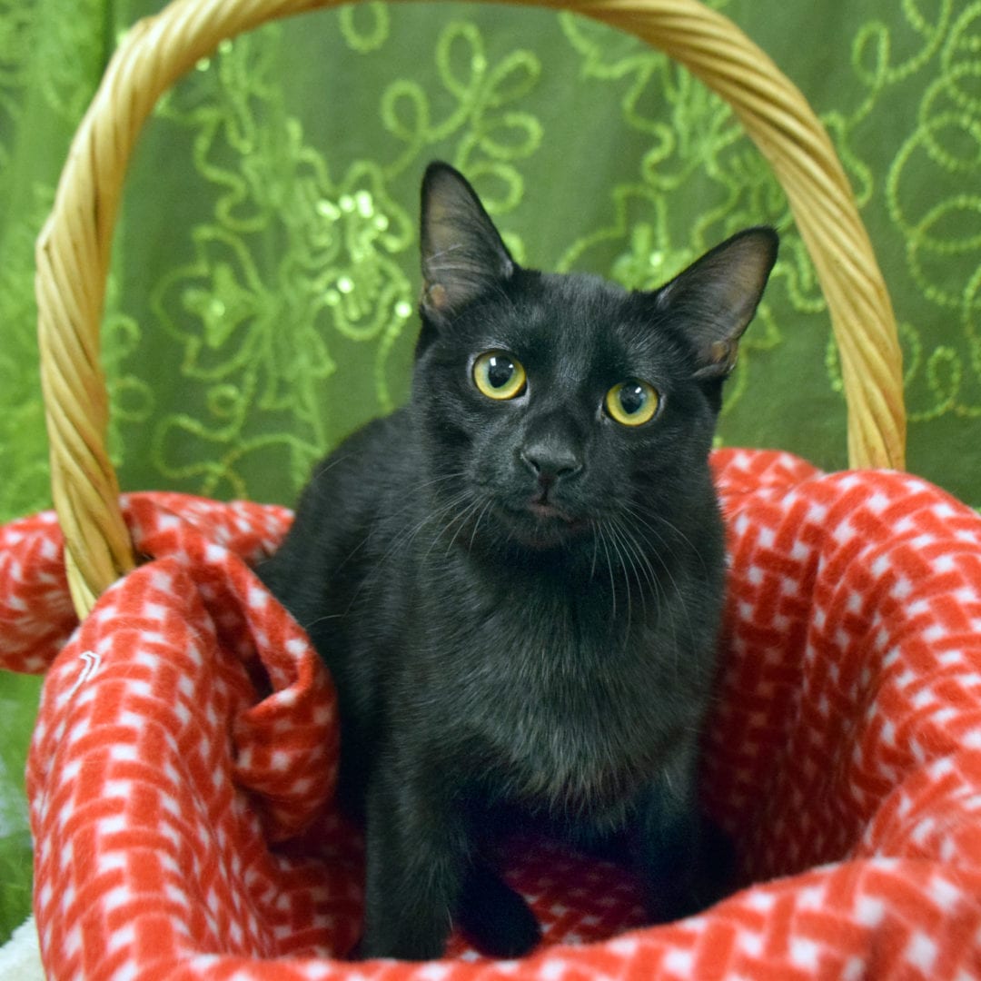 Maui - Animal House Shelter