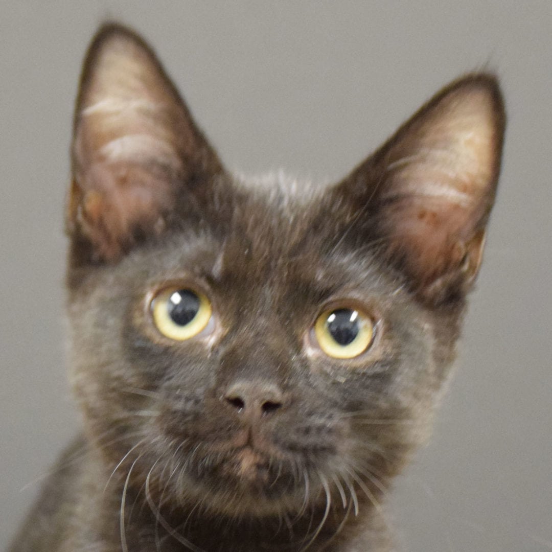 Bellatrix Animal House Shelter