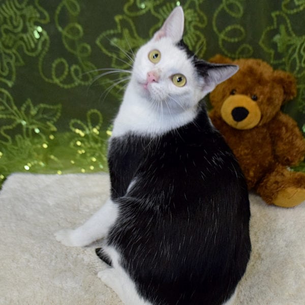 Elwood - Animal House Shelter Elwood - Animal House Shelter