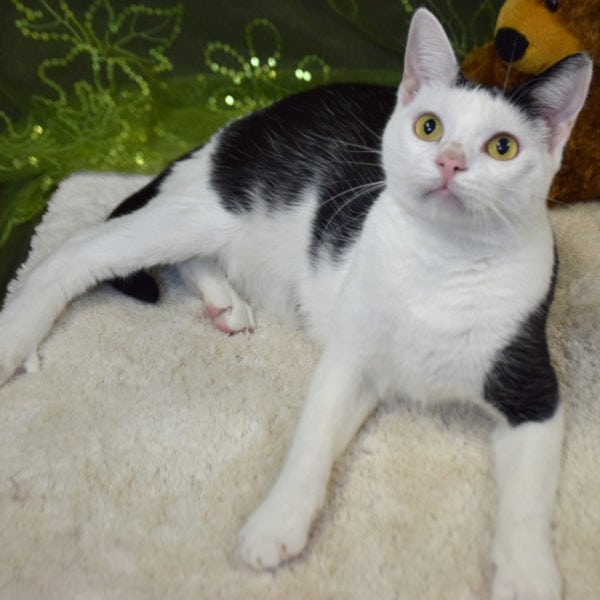 Elwood - Animal House Shelter Elwood - Animal House Shelter