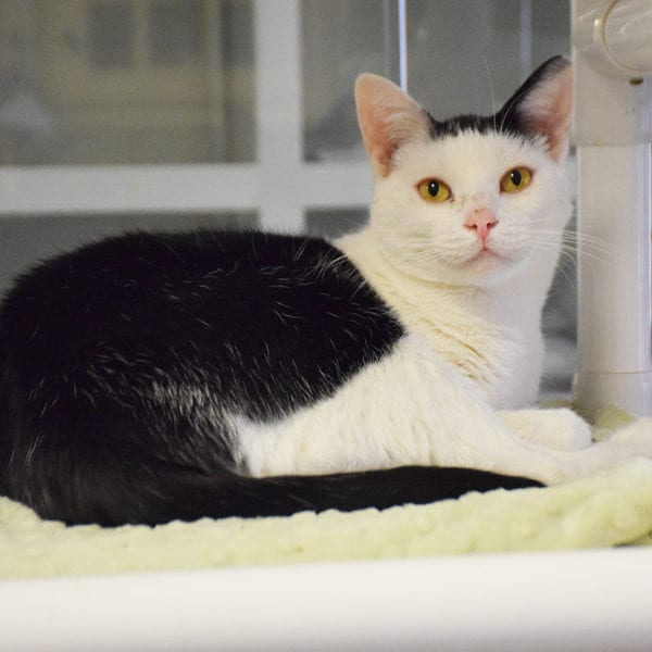 Elwood - Animal House Shelter Elwood - Animal House Shelter