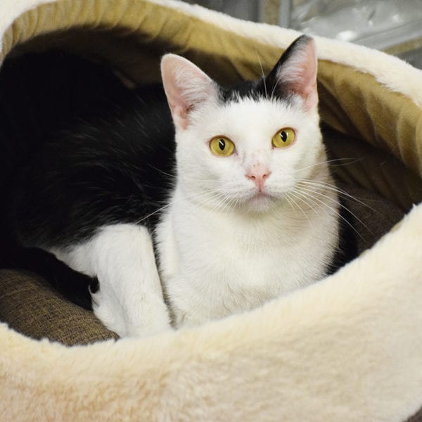 Elwood - Animal House Shelter Elwood - Animal House Shelter