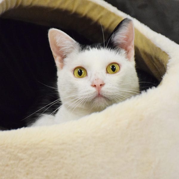 Elwood - Animal House Shelter Elwood - Animal House Shelter