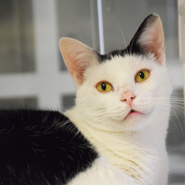 Elwood - Animal House Shelter Elwood - Animal House Shelter