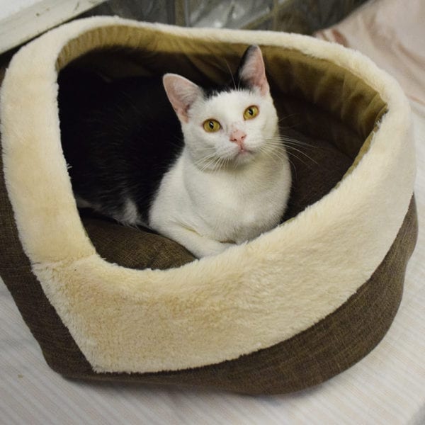 Elwood - Animal House Shelter Elwood - Animal House Shelter