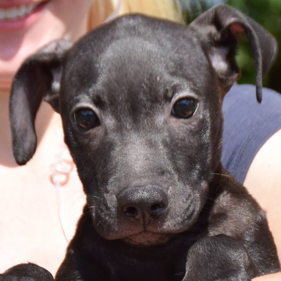 Dave Animal House Shelter