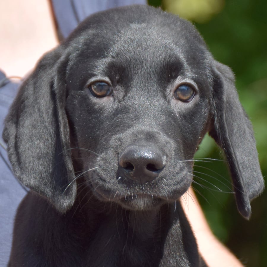 Clover Animal House Shelter