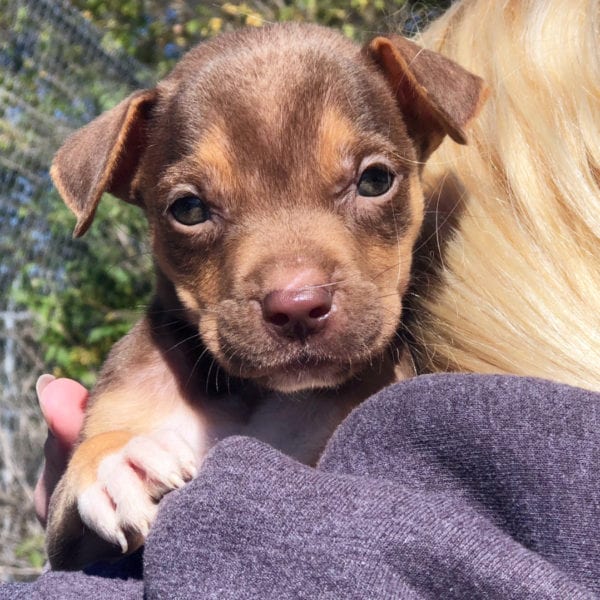 Beebe Animal Shelter - Animal Sitters In Beebe Animal Shelter, Reservations are made in the order in.