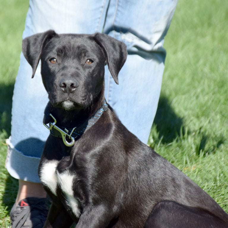 Cocoa Animal House Shelter