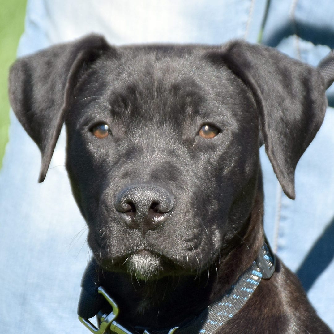 Cocoa Animal House Shelter