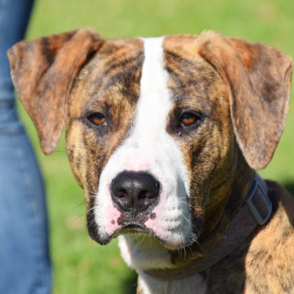 Louie - Animal House Shelter Louie - Animal House Shelter