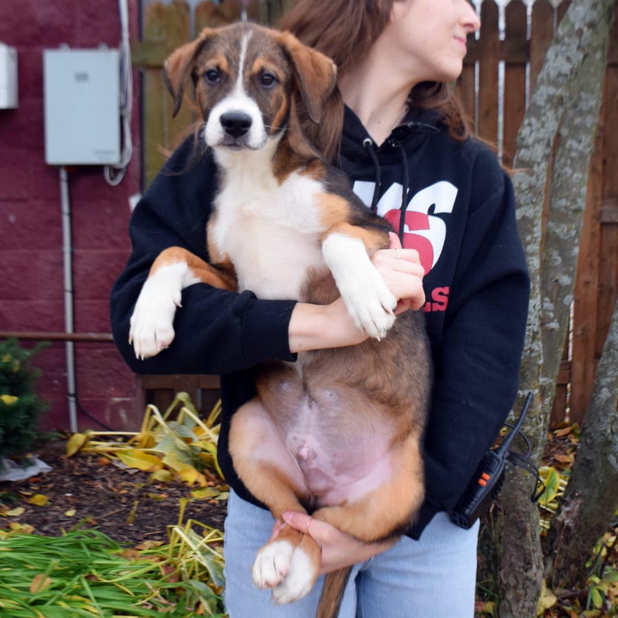 Tyler Animal House Shelter