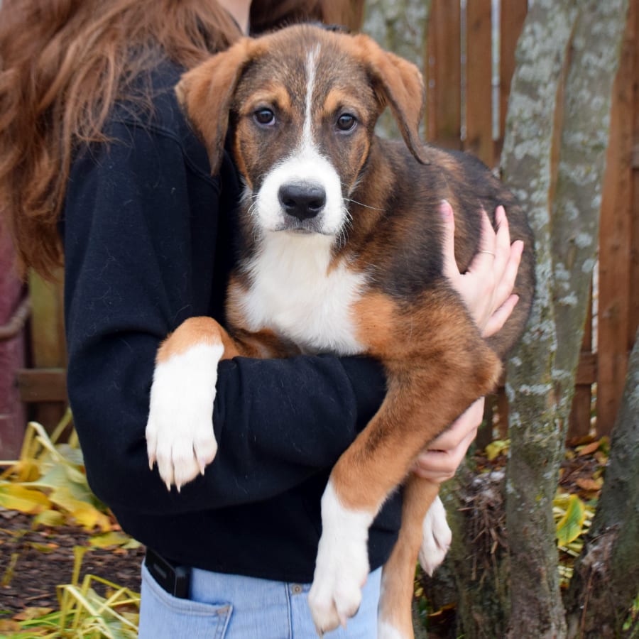 Tyler Animal House Shelter