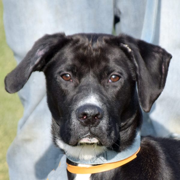 Aaron - Animal House Shelter Aaron - Animal House Shelter