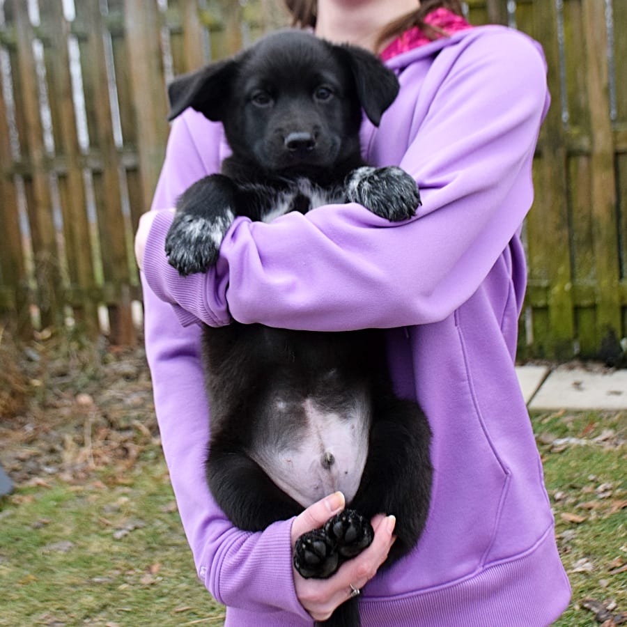 Cherokee Animal House Shelter