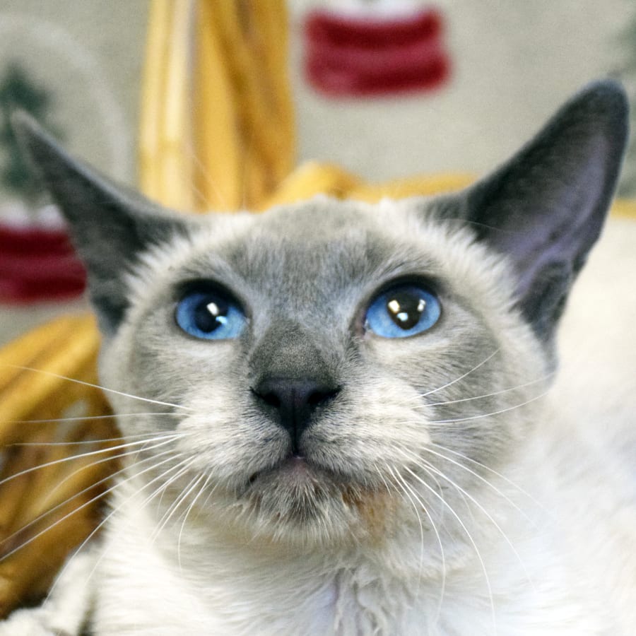 Mina Animal House Shelter