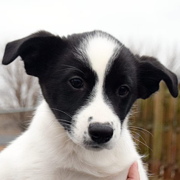 Mustang animal shelter 2025